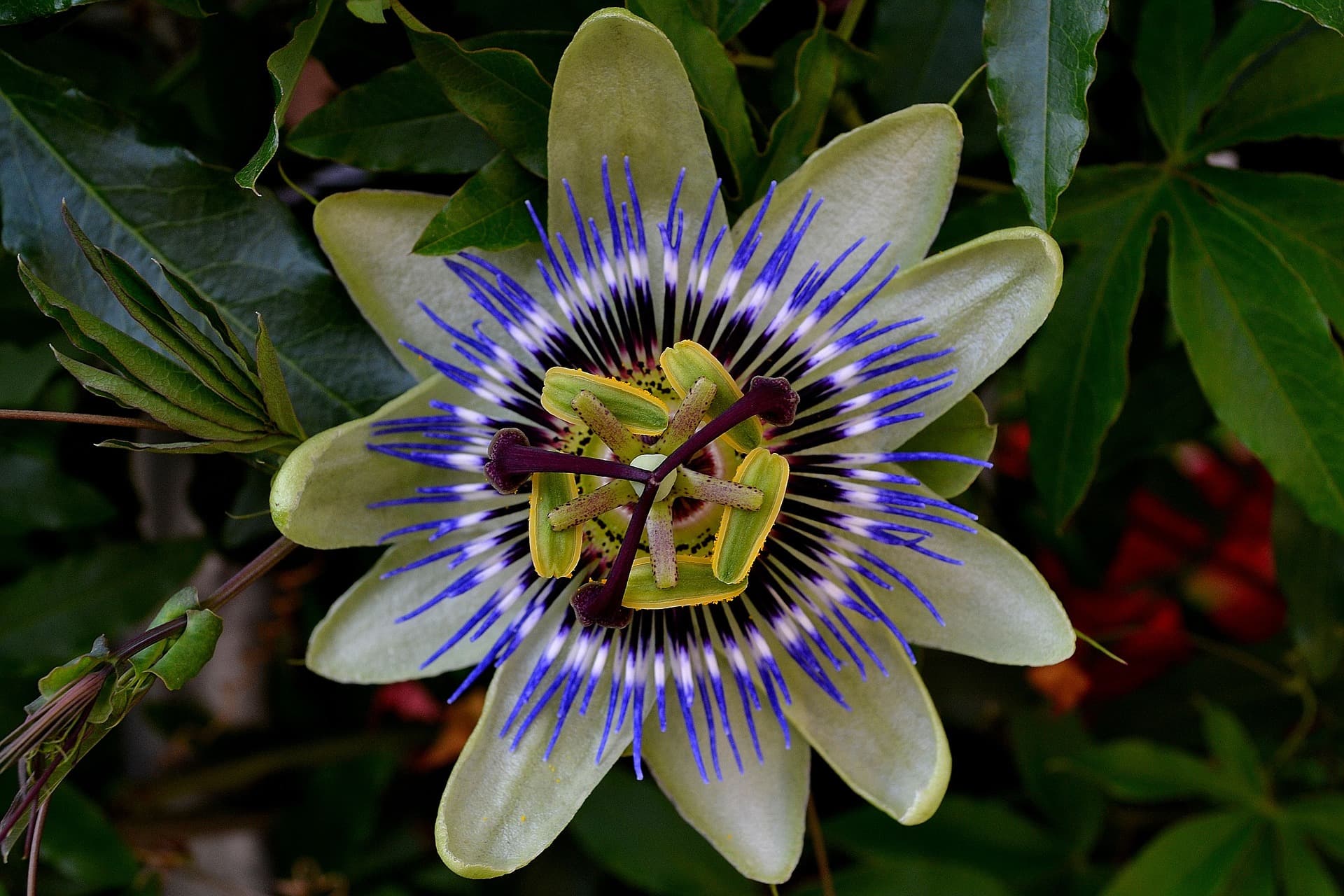 Seltene Blüten im Waldhaus am Hellerberg