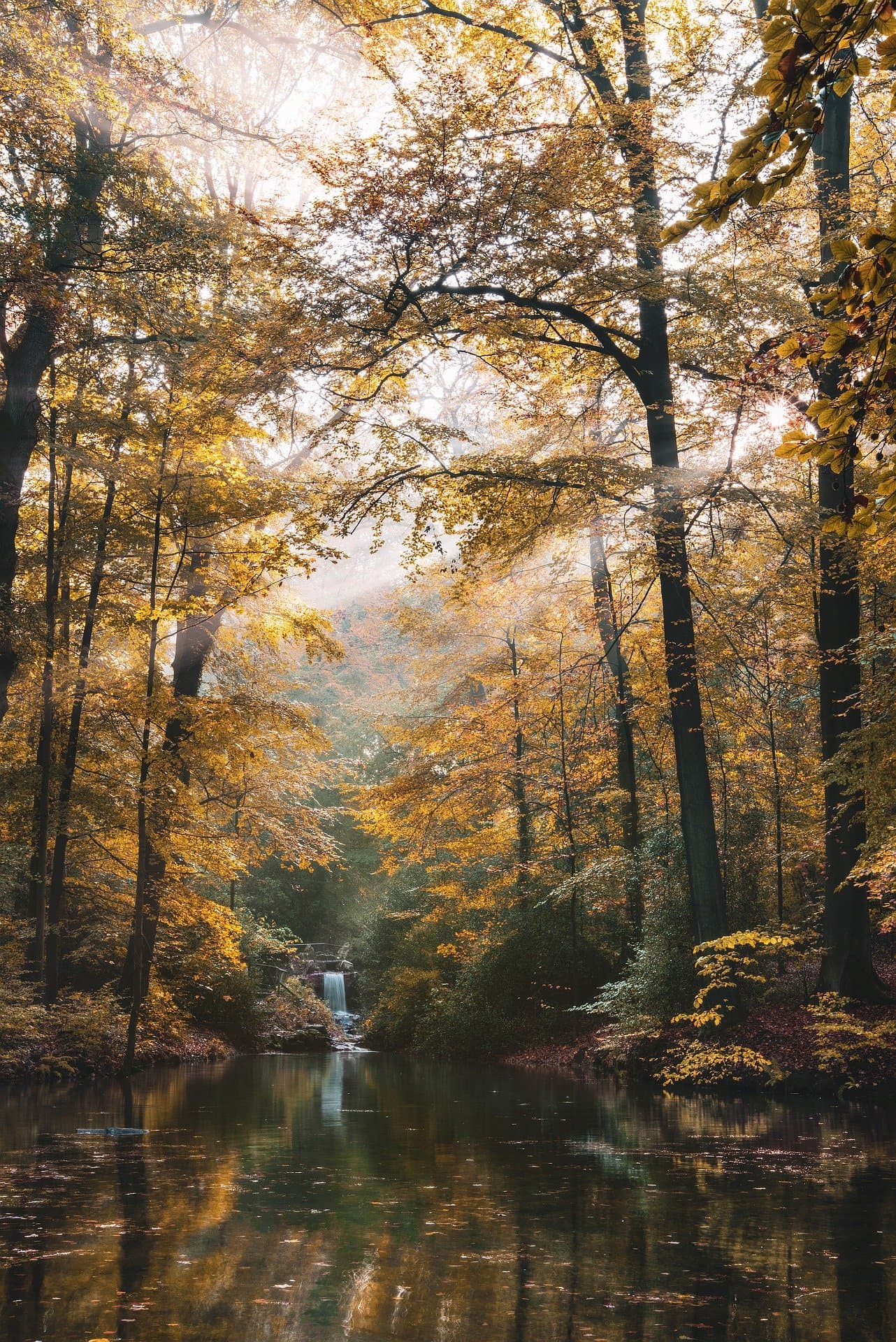 Herbstlicher Wald mit Wasserfall
