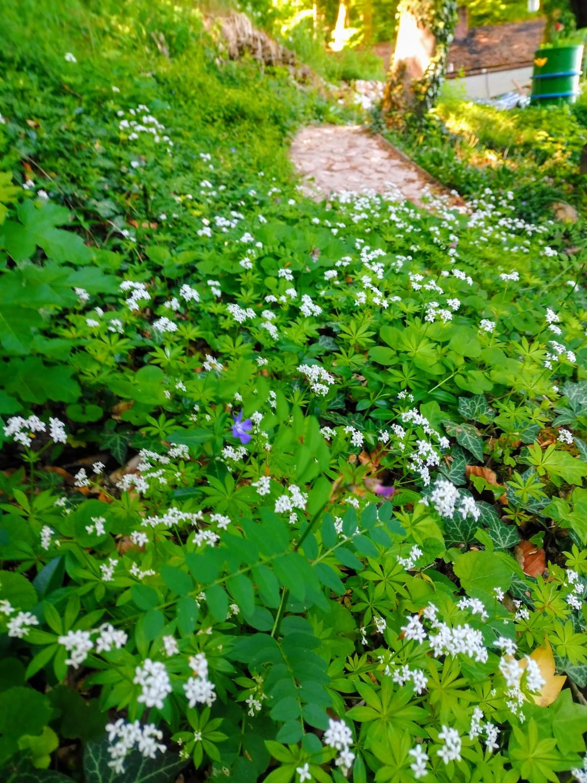 Permakultur-Garten im Waldhaus am Hellerberg